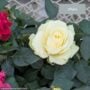 Mini Rose – 6″ Pot